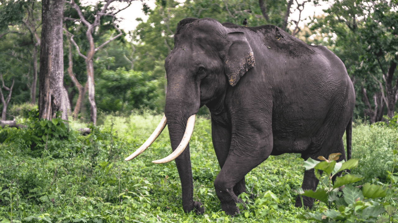 10 Contoh Fauna Asiatis yang Hidup di Wilayah Indonesia
